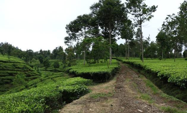 Villa ini berada di lereng Gunung Sindoro