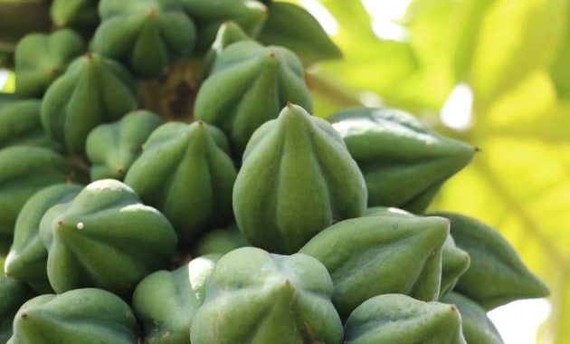 carica Dieng