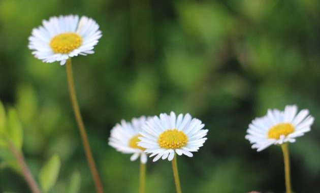 Bunga Daisy